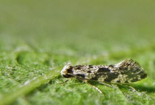 Réf. 335 840 : Nemapogon granella